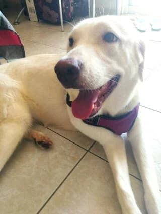 ARIA (ΑΡΙΑ), female young Mixed Breed for adoption at Dogs Voice, Athens