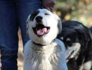 Ntagian (Νταγιάν), female 3yo Mixed Breed for adoption at Dogs Voice, Athens