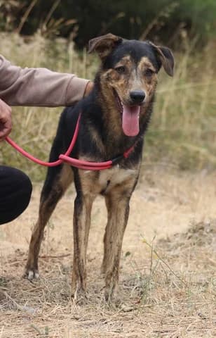 Ntarko (Ντάρκο), male young Mixed Breed for adoption at Dogs Voice, Athens