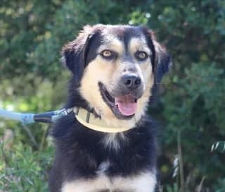Tekila (Τεκίλα), female 3yo Mixed Breed for adoption at Dogs Voice, Athens