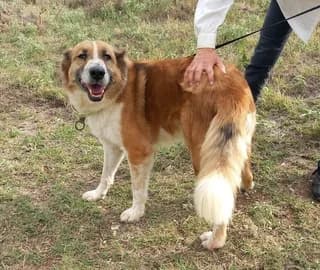Renti (Ρέντι), male 7yo Mixed Breed for adoption at Dogs Voice, Athens