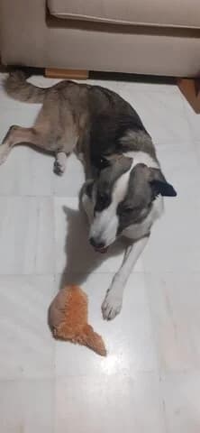 Attilas (Αττίλας), male young Mixed Breed for adoption at Dogs Voice, Athens
