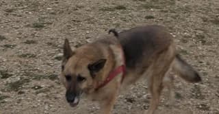 Ntaizi (Νταίζη), female 7yo Mixed Breed for adoption at Dogs Voice, Athens