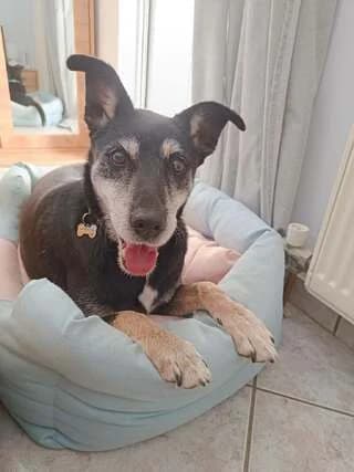 Ntina (Ντίνα), female 7yo Mixed Breed for adoption at Dogs Voice, Athens