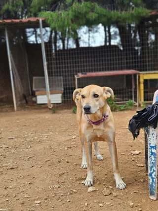 Beilis, female 7yo Mixed Breed for adoption at Dogs Voice, Athens