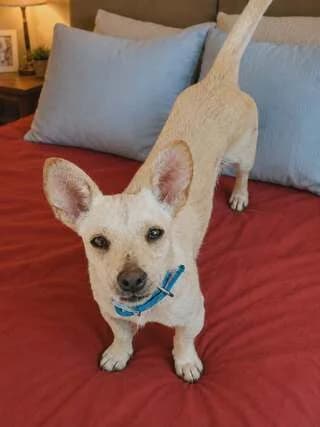 ROKO (ΡΟΚΟ), male puppy Mixed Breed for adoption at Dogs Voice, Athens