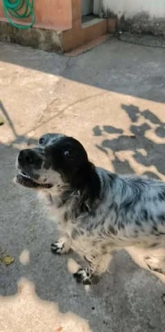 Dafni (Δάφνη), female young Mixed Breed for adoption at Dogs Voice, Athens