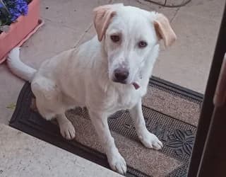 Mproyno (Μπρούνο), male puppy Mixed Breed for adoption at Dogs Voice, Athens