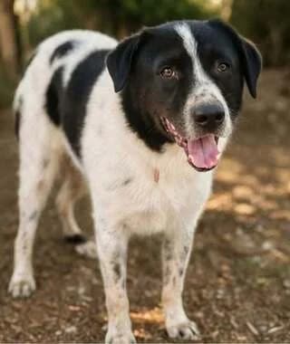 ORFEAS (ΟΡΦΕΑΣ), male 3yo Mixed Breed for adoption at Dogs Voice, Athens