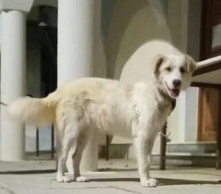 Chara (Χαρά), female young Mixed Breed for adoption at Dogs Voice, Athens
