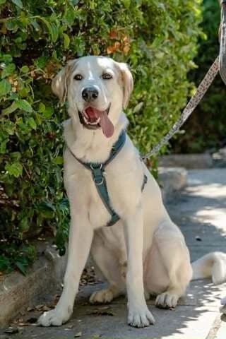 Rice, male puppy Mixed Breed for adoption at Dogs Voice, Athens