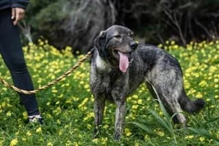 Zina (Ζίνα), female 7yo Mixed Breed for adoption at Dogs Voice, Athens