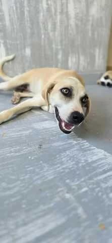 Marily (Μαριλύ), female puppy Mixed Breed for adoption at Dogs Voice, Athens