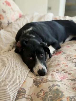 Pinelopi (Πηνελόπη), female puppy Mixed Breed for adoption at Dogs Voice, Athens