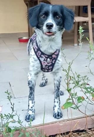 Luna, female puppy Mixed Breed for adoption at Dogs Voice, Athens