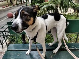 Άria (Άρια), female young Mixed Breed for adoption at Dogs Voice, Athens