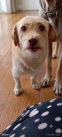 Aliki (Αλίκη), female 3yo Mixed Breed for adoption at Dogs Voice, Athens