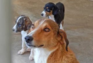 Lisy-Leila-Lou, female puppy Mixed Breed for adoption at Dogs Voice, Athens
