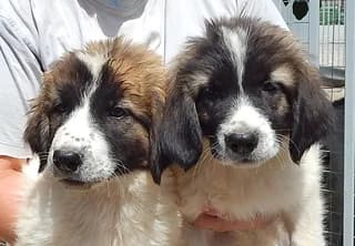 Mandy-Maya, female puppy Mixed Breed for adoption at Dogs Voice, Athens