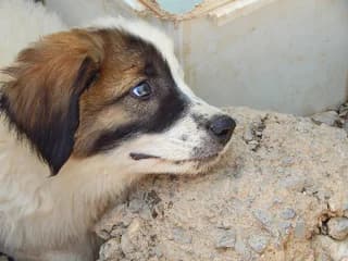 MINOS (ΜΙΝΟΣ), male puppy Mixed Breed for adoption at Dogs Voice, Athens