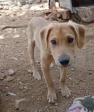 Floyi (Φλούι), male puppy Mixed Breed for adoption at Dogs Voice, Athens