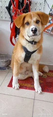 Paris (Πάρης), male young Mixed Breed for adoption at Dogs Voice, Athens