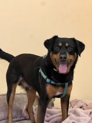 TZAK (ΤΖΑΚ), male 7yo Mixed Breed for adoption at Dogs Voice, Athens