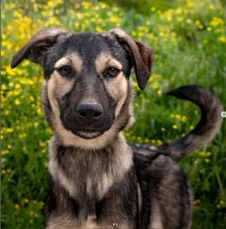 Romi (Ρομι), female young Mixed Breed for adoption at Dogs Voice, Athens