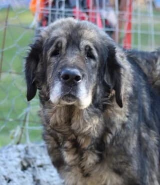 Dimitroyla (Δημητρούλα), female 7yo Mixed Breed for adoption at Dogs Voice, Athens