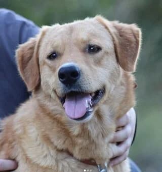 Maila (Μάιλα), female 3yo Mixed Breed for adoption at Dogs Voice, Athens