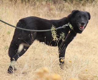 Sarlot (Σάρλοτ), female 3yo Mixed Breed for adoption at Dogs Voice, Athens