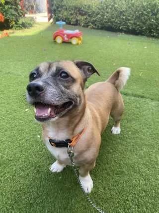 Flas (Φλας), male 3yo Mixed Breed for adoption at Dogs Voice, Athens