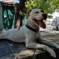 Argos (Αργος), male 7yo Mixed Breed for adoption at Dogs Voice, Athens