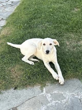 LILI (ΛΙΛΗ), female puppy Mixed Breed for adoption at Dogs Voice, Athens