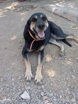 Mplak (Μπλάκ), female 3yo Mixed Breed for adoption at Dogs Voice, Athens