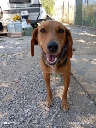 Kanelos i kanel (Κανέλος η κανελ), male 3yo Mixed Breed for adoption at Dogs Voice, Athens