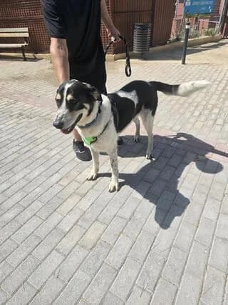 TSOPANIS (ΤΣΟΠΑΝΗΣ), male 7yo Mixed Breed for adoption at Dogs Voice, Athens