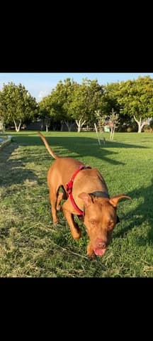 Pablo, male 3yo Mixed Breed for adoption at Dogs Voice, Athens