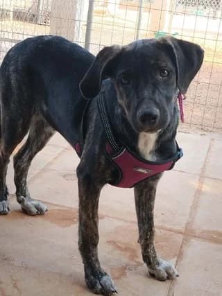 LAIDI GKAGKA (ΛΑΙΔΗ ΓΚΑΓΚΑ), female puppy Mixed Breed for adoption at Dogs Voice, Athens