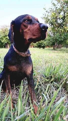 ESPERANTZA (ΕΣΠΕΡΑΝΤΖΑ), female young Mixed Breed for adoption at Dogs Voice, Athens