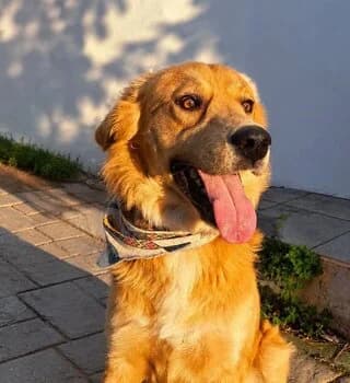 FARAO (ΦΑΡΑΩ), male 3yo Mixed Breed for adoption at Dogs Voice, Athens