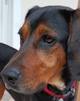 Loyloyka ♥️♥️♥️ (Λουλούκα ♥️♥️♥️), female young Mixed Breed for adoption at Dogs Voice, Athens
