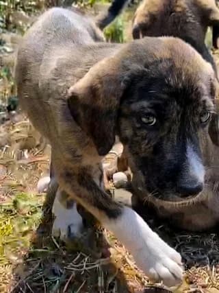 Tigrakoagoraki (Τιγρακοαγοράκι), male puppy Mixed Breed for adoption at Dogs Voice, Athens