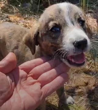 Tigrakoritsaki (Τιγρακοριτσάκι), female puppy Mixed Breed for adoption at Dogs Voice, Athens