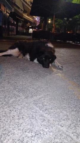 Choris Onoma 03 (Χωρις Ονομα 03), female young Mixed Breed for adoption at Dogs Voice, Athens