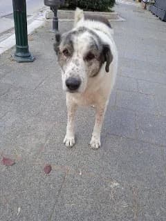 Choris Onoma 04 (Χωρις Ονομα 04), male 7yo Mixed Breed for adoption at Dogs Voice, Athens