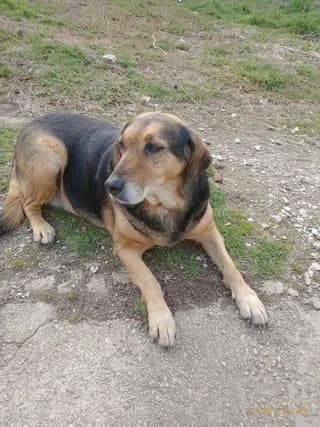 Grioyla (Γριουλα), female 7yo Mixed Breed for adoption at Dogs Voice, Athens