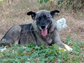 Mpezoyla (Μπεζουλα), female 7yo Mixed Breed for adoption at Dogs Voice, Athens
