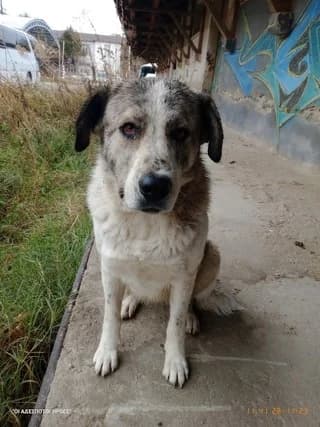Choris Onoma 05 (Χωρις Ονομα 05), female 7yo Mixed Breed for adoption at Dogs Voice, Athens