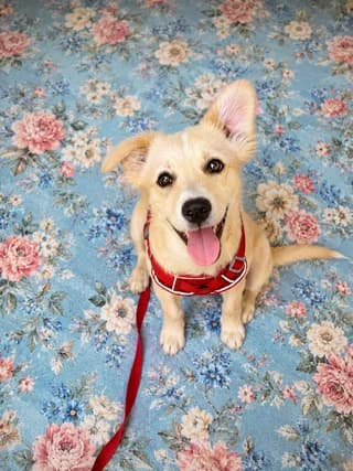 Angelo, male puppy Mixed Breed for adoption at Dogs Voice, Athens